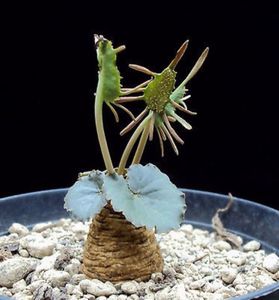 Dorstenia barnimiana