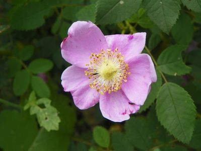 rosa californica