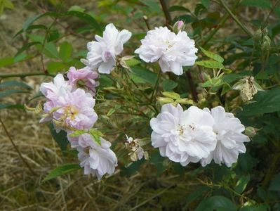 Paul's Himalayan Musk