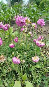 Armeria Maritima sau Limba Pestelui; Armeria maritima este o planta erbacee perena care formeaza tufe mici cu flori multe cunoscuta sub denumirea de Limba Pestelui. Este originara din nordul Europei care face parte din familia Plimbagina
