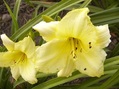 Hemerocallis Stella D,oro