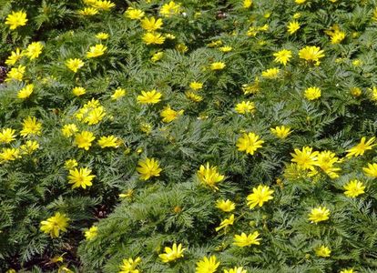 Adonis Amurensis-Amur Adonis-seeds; Amur Adonis - Adonis Amurensis - 1 RON 
Amur Adonis numit si Adonis Amurensis este o planta perena care face parte din familia ranunculacee.
Florile acestea ar putea fi echivalentul ghioceilor noștri,
