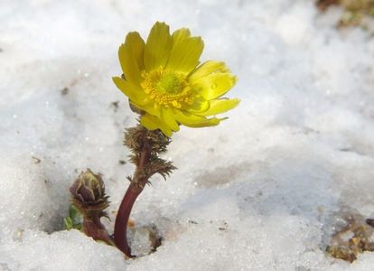 Amur Adonis-Adonis Amurensis-seeds; Amur Adonis - Adonis Amurensis - 1 RON 
Amur Adonis numit si Adonis Amurensis este o planta perena care face parte din familia ranunculacee.
Florile acestea ar putea fi echivalentul ghioceilor noștri,
