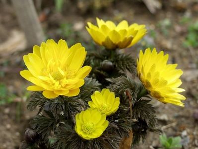 Amur Adonis sau Adonis Amurensis seminte; Amur Adonis - Adonis Amurensis - 1 RON 
Amur Adonis numit si Adonis Amurensis este o planta perena care face parte din familia ranunculacee.
Florile acestea ar putea fi echivalentul ghioceilor noștri,
