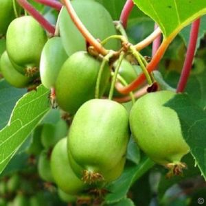 Actinidia arguta 3 seminte - 5 RON