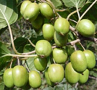 Actinidia arguta 3 seminte - 5 RON