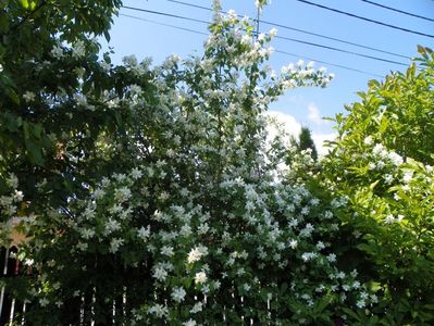 philadelphus inodorus