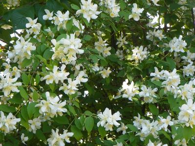 philadelphus inodorus