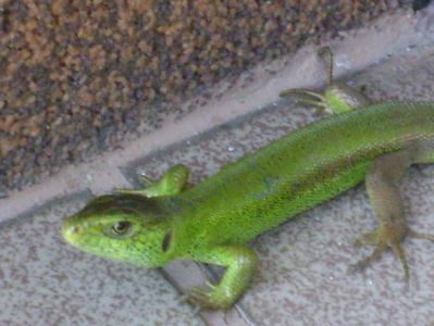 Guster (Lacerta viridis)