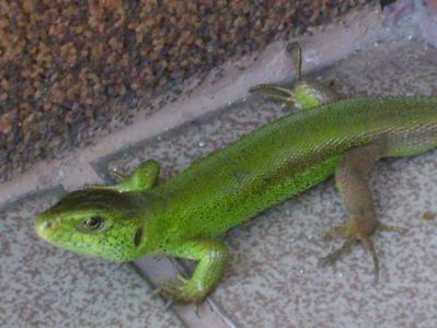 Guster (Lacerta viridis)