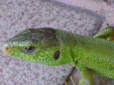 Guster (Lacerta viridis)