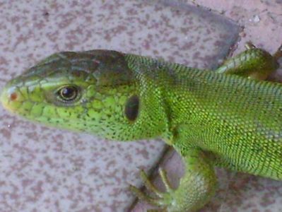 Guster (Lacerta viridis)