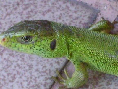 Guster (Lacerta viridis)