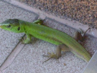 Guster (Lacerta viridis)