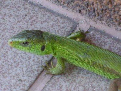 Guster (Lacerta viridis)