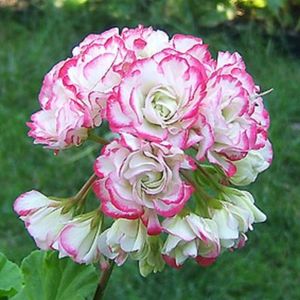 APPLEBLOSSOM ROSEBUD