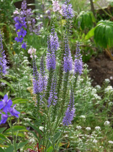 Veronica spicata, 60-70cm; P2200794
