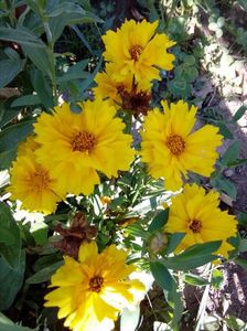 Coreopsis pitic