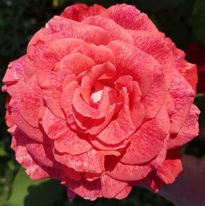 Pierre Cardin (Tufa); Bred by Alain Meilland (France). Hybrid Tea. Strong fragrance. Bloom inflush thru the season. Height (80 to 100 cm).
