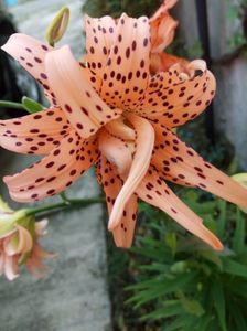Lancifollium flore pleno