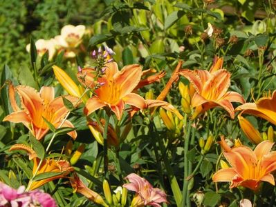 Indian Paintbrush