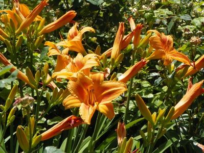 Indian Paintbrush