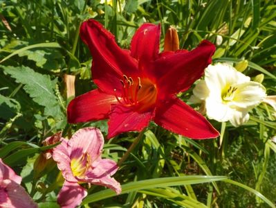 Red Magic, White Temptation, Orchid Candy