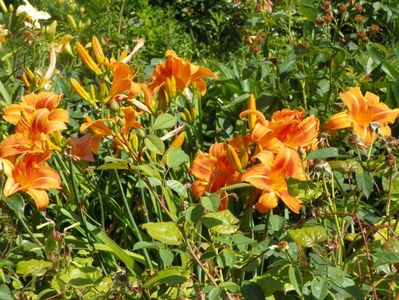 Indian Paintbrush