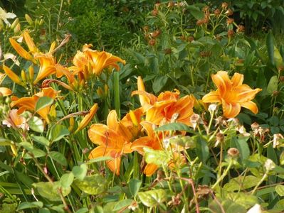 Indian Paintbrush