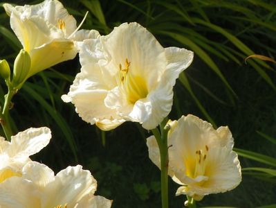 White Crinoline