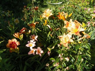 Tigger, Lovely Pink, Indian Paintbrush