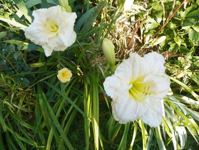 White Crinoline