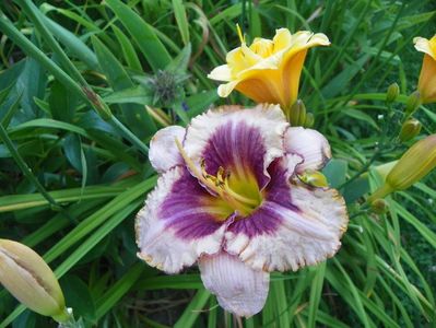 Little Carnation si Daring Deception