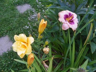 Little Carnation si Daring Deception