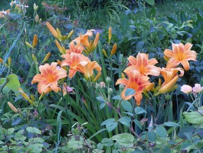 Indian Paintbrush