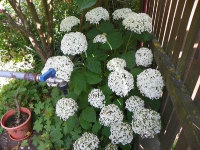 hydrangea arb. Annabelle