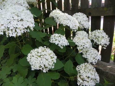 hydrangea arb. Annabelle