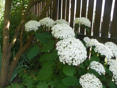 hydrangea arb. Annabelle