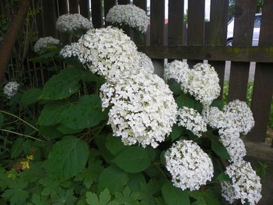 hydrangea arb. Annabelle