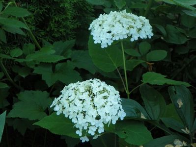 hydrangea arb. Annabelle