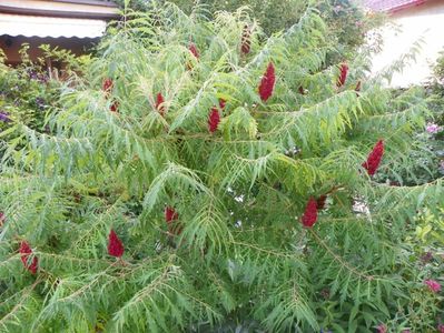 rhus typhina