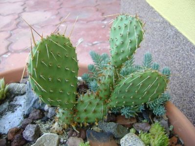 Opuntia phaeacantha