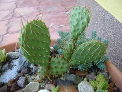 Opuntia phaeacantha