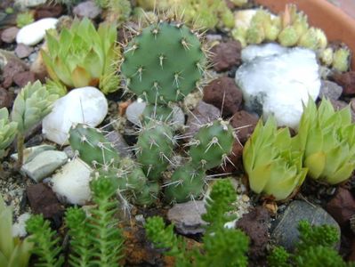 Opuntia fragilis