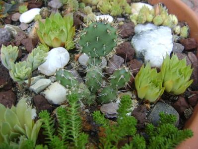 Opuntia fragilis