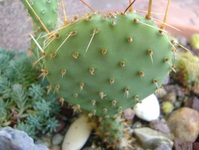 Opuntia phaeacantha