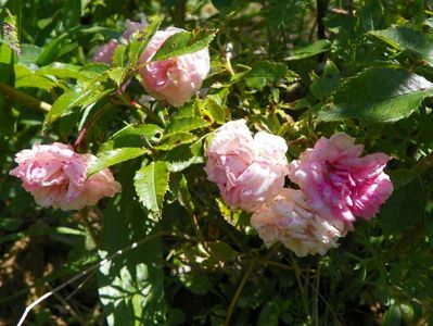 Pink Ghislaine de Feligonde