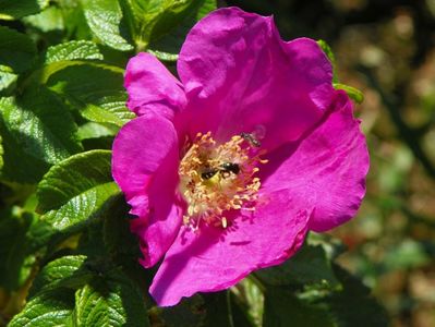 rugosa rubra