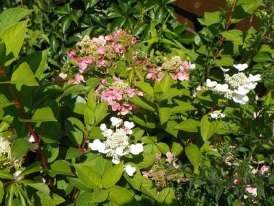 hydrangea Early Sensation