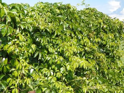 parthenocyssus quinquifolia Red Wall